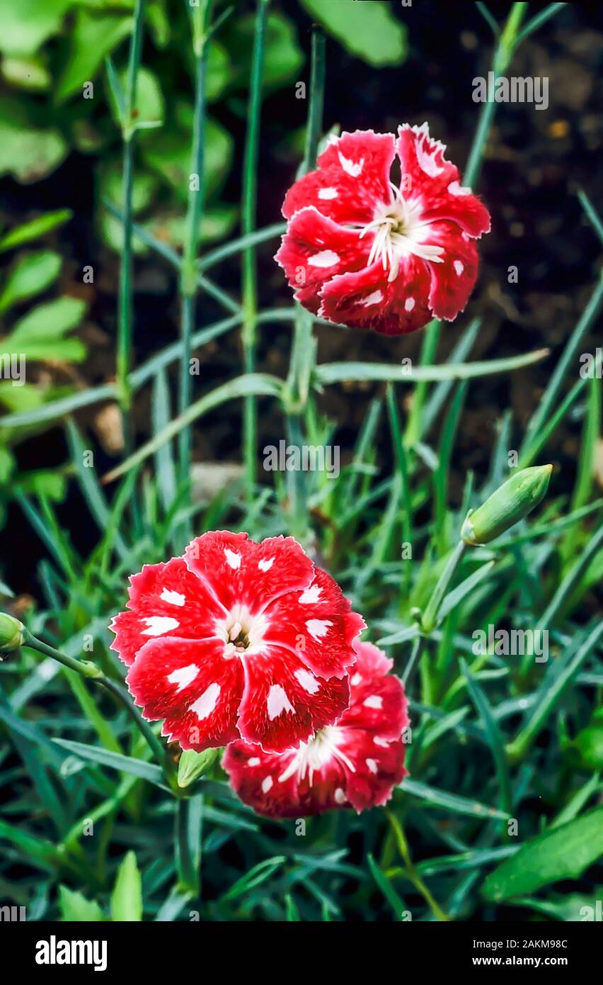 Dianthus Queen of Henri a semi double red and white flower. An evergreen perennial that flowers in early summer and is fully hardy. Stock Photo