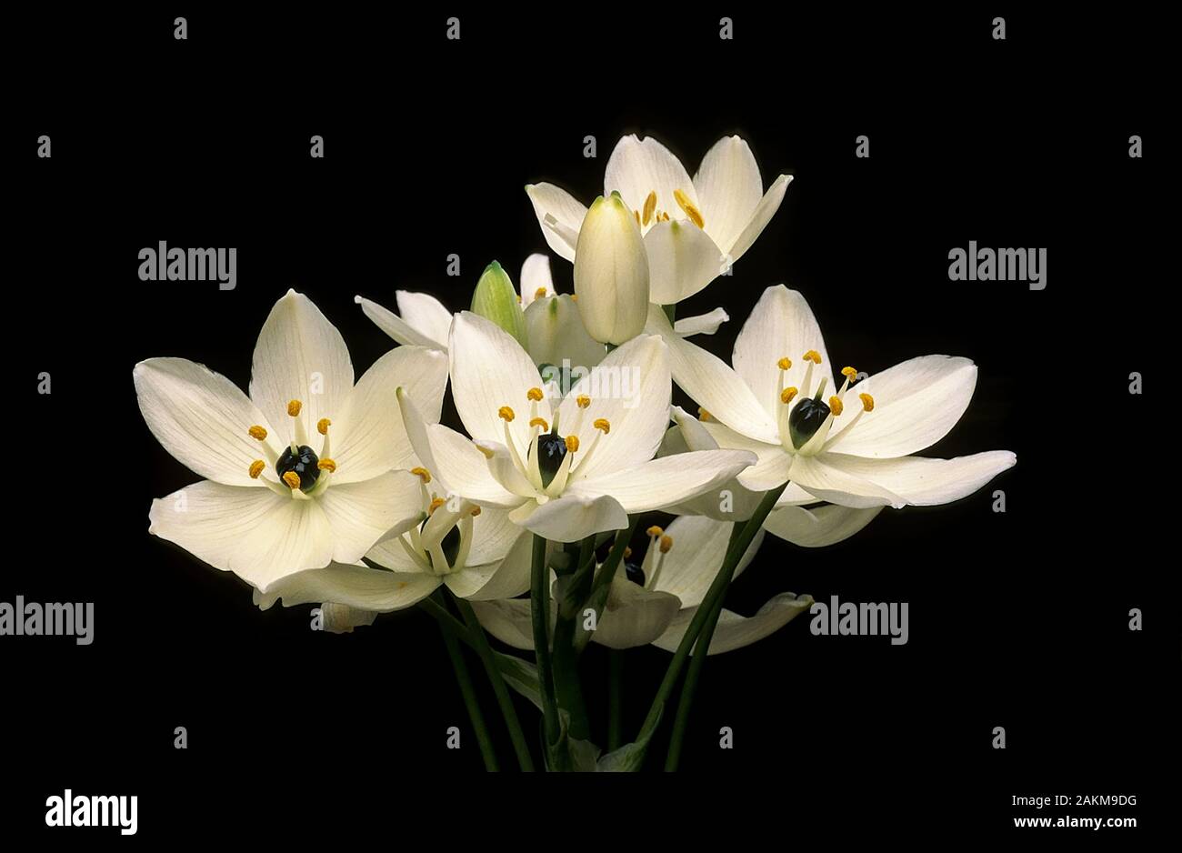 Ornithogalum arabicum Star of Bethlehem on a black background. A bulbous  perennial that has white flowers in early summer and is frost tender. Stock Photo