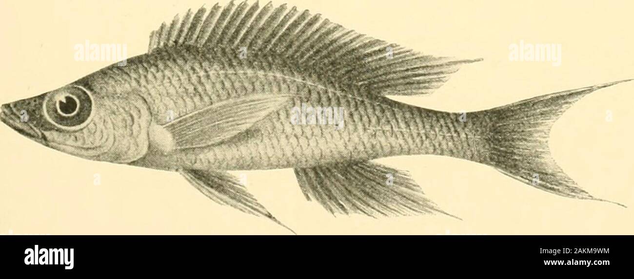 The Tanganyika problem; an account of the researches undertaken concerning the existence of marine animals in Central Africa . Paratilapia aurita. Seep. 178.. Paratilapia nigrepinnis. See p. 184. 196 THE TANGANYIKA PROBLEM. 63. Gephyrochromis moorii.—Blgr. 1901. (Fig. p. 193.) Depth of body equal to length of head, 3 times in total length. Snout with slightly convex upper profile, as long as the diameter of the eye, which is contained 3s times in length of head, and equals interocular width ; maxillary extending to between nostril and eye ; 56 conical teeth, with brown points, in the upper jaw Stock Photo