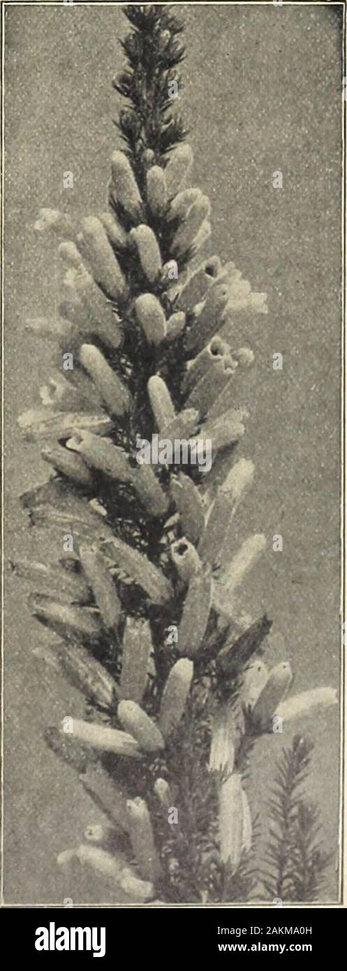 Farquhar's garden annual : 1918 . om 4-in. pots, 60 cts. each; $6.00 per doz.; 5-in.pots, 75 cts. each; $8.00 per doz. Larger Plants, $1.00 and .$2.00 each. CYCLAMEN. Farquhars Giant. A superior strain pro-ducing large flowers of perfect form car-ried well above the handsome foliage.Giant White. Giant Crimson.Giant Pink. Giant Salmon. Giant Excelsior (white with claret base.)Salmon-scarlet. Plants in 2Uin. pots, fordelivery during March and April, $1.25per doz.; $10.00 per 100. DIPLADENIA splendens profusa. Aclianiiing greenhouse climber with hiriivshowy flowers of bright pink. The in-dividual Stock Photo