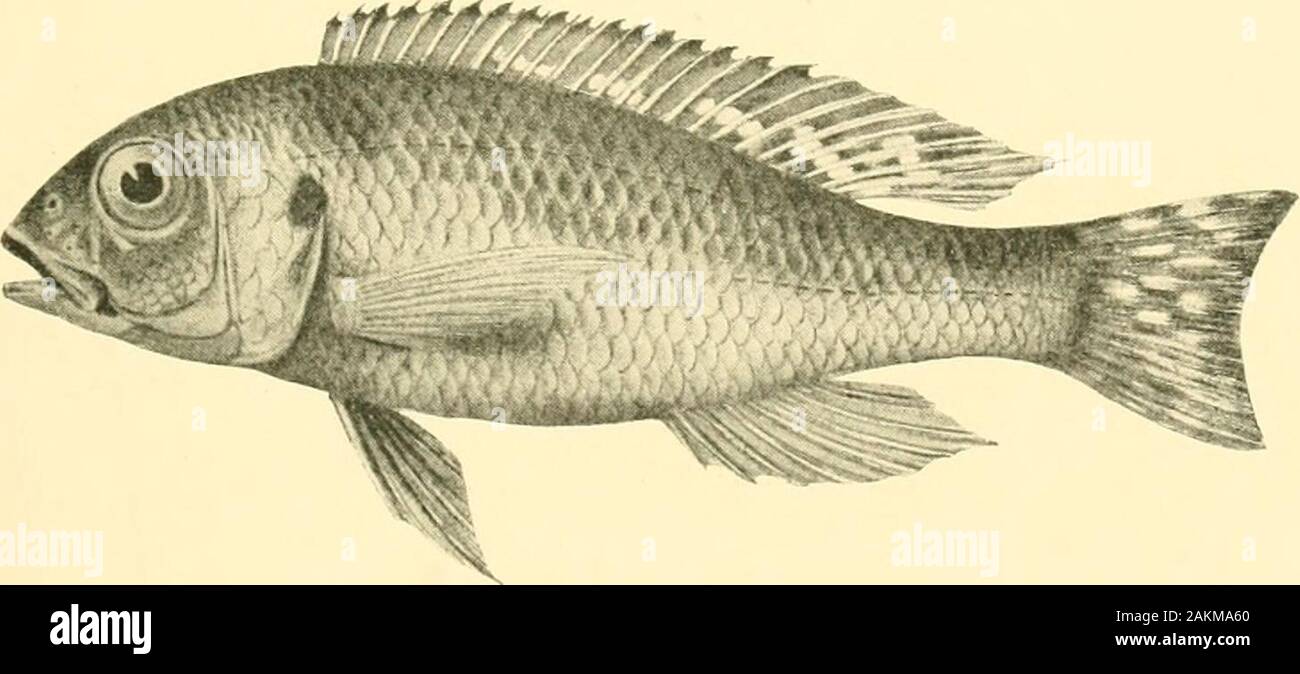 The Tanganyika problem; an account of the researches undertaken concerning the existence of marine animals in Central Africa . Tilapia trematocephala. See p. 204.. Paratilapia aurita. Seep. 178. Stock Photo