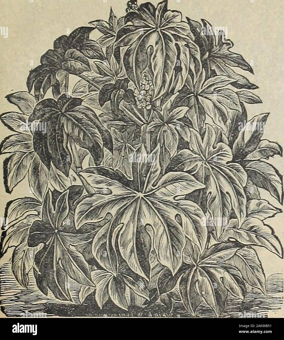 The Maule seed book : 1917 . WM. HENRY MAULE, Inc., PHILADELPHIA, PA. Flower Seeds—149 RICINUS (Castor Oil Bean) Hardy Annual A stately, strong-growing and highly ornamental tree-like annualplant; 6 to 14 feet high. Very effective as a foliage plant. Highly desira-ble for centres of beds or for backgrounds. By planting Riclnus beanson the borders of gardens moles may be kept away, as they will leaveas soon as they get a scent of the plant.. RiCINUS, ZANZIBARENSfS. 1714 ZANZIBARENSIS. The handsomest strain of castor oil bean.Leaf sometimes 2 feet across, with stem rising 8 to 12 feet. Four vari Stock Photo