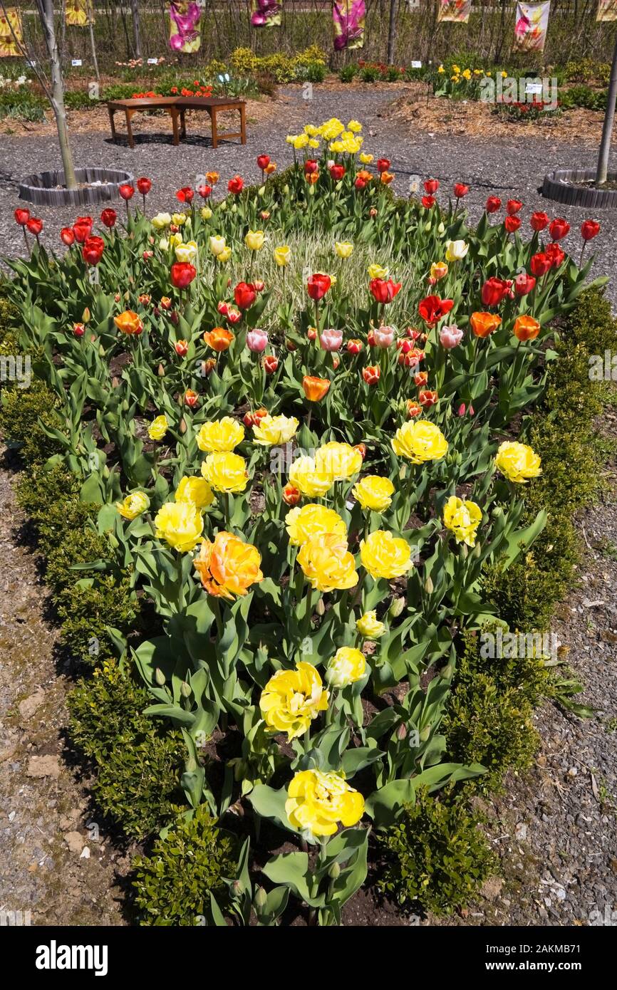 Triangular shaped border with yellow, orange, pink and red Tulipa - Tulips in country garden in spring, Route des Gerbes d'Angelica garden, Quebec. Stock Photo
