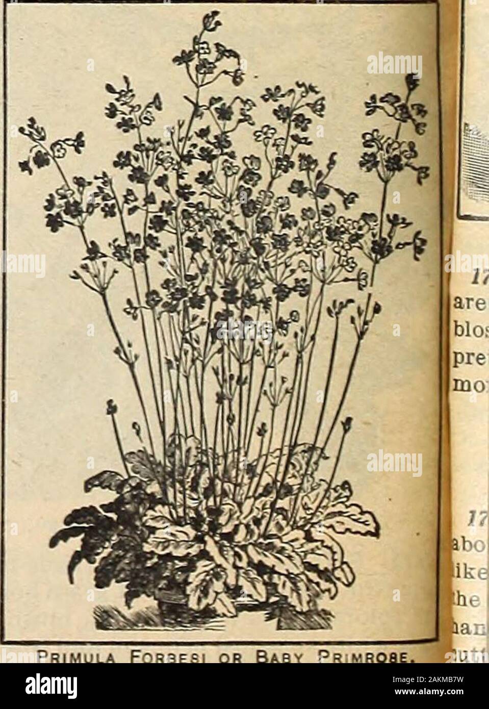 Mixed seed packets hi-res stock photography and images - Alamy