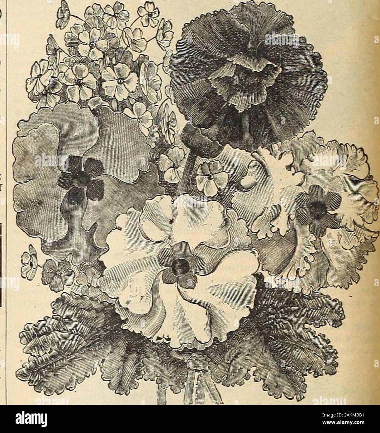 The Maule seed book : 1917 . PRIMULA (Primrose) Hardy Perennial AViU stand the winter with a slight protection. Admirably suited torockeries as well as for naturalizing by the edge of streams. 1700 JAPONICA OR JAPANESE PRIMROSE. Perfectly hardyand forming robust, stately plants bearing their bright and showyflowers in whorls on stems 6 to 9 Inches long. Mixed colors. Pkt., 10c. 1701 AURICULA. Large flowers borne in umbels, with a varietj ofrich colors. Extremely free bloomer and a favorite. Packet, 10 cts. 1702 POLYANTHUS, SINGLE, ALL COLORS. Showy perennial,blooming in early spring. Pot or ou Stock Photo