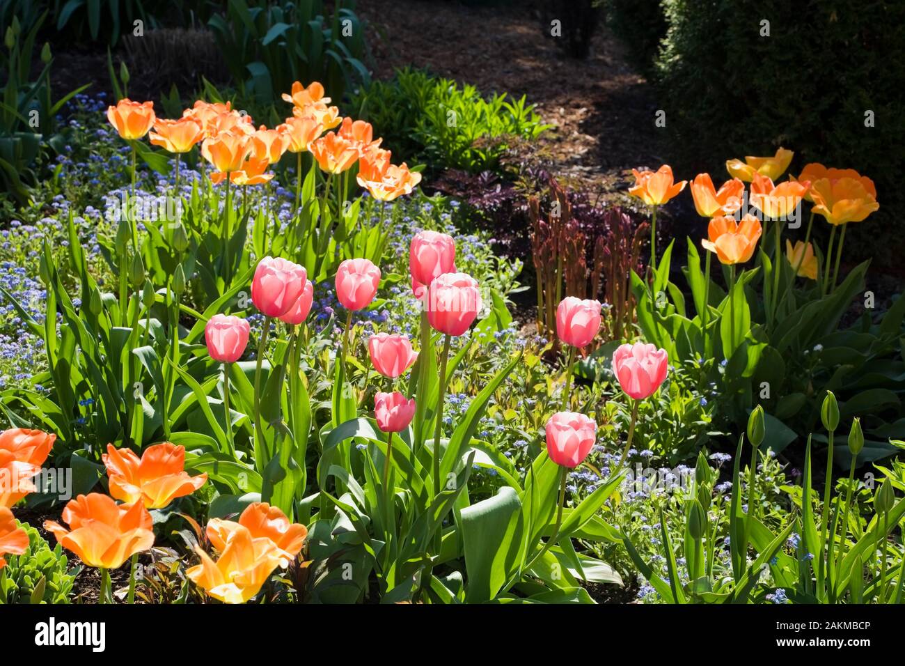 Close-up of orange and red Tulipa - Tulips in border in backyard garden in spring. Stock Photo