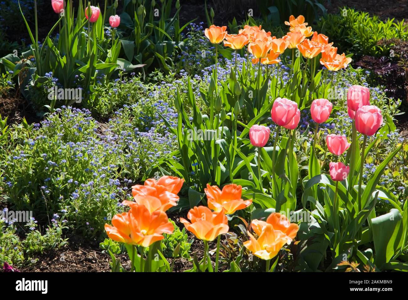 Close-up of orange and red Tulipa - Tulips in border in backyard garden in spring. Stock Photo