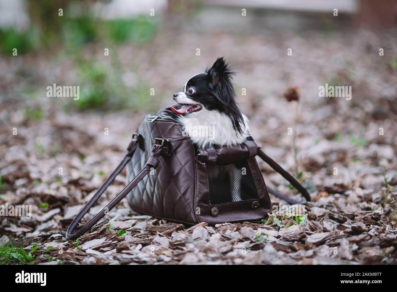 chihuahua pet carrier