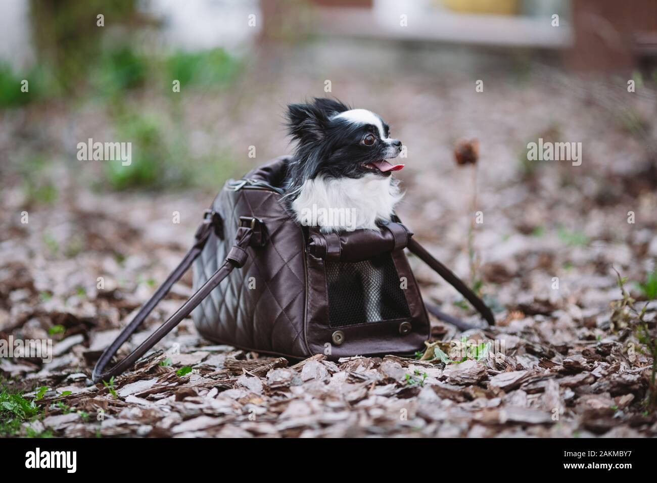 Pet Travel Carrier. Pet Carrier For Small Dog. Dog Carry Bag. Chihuahua