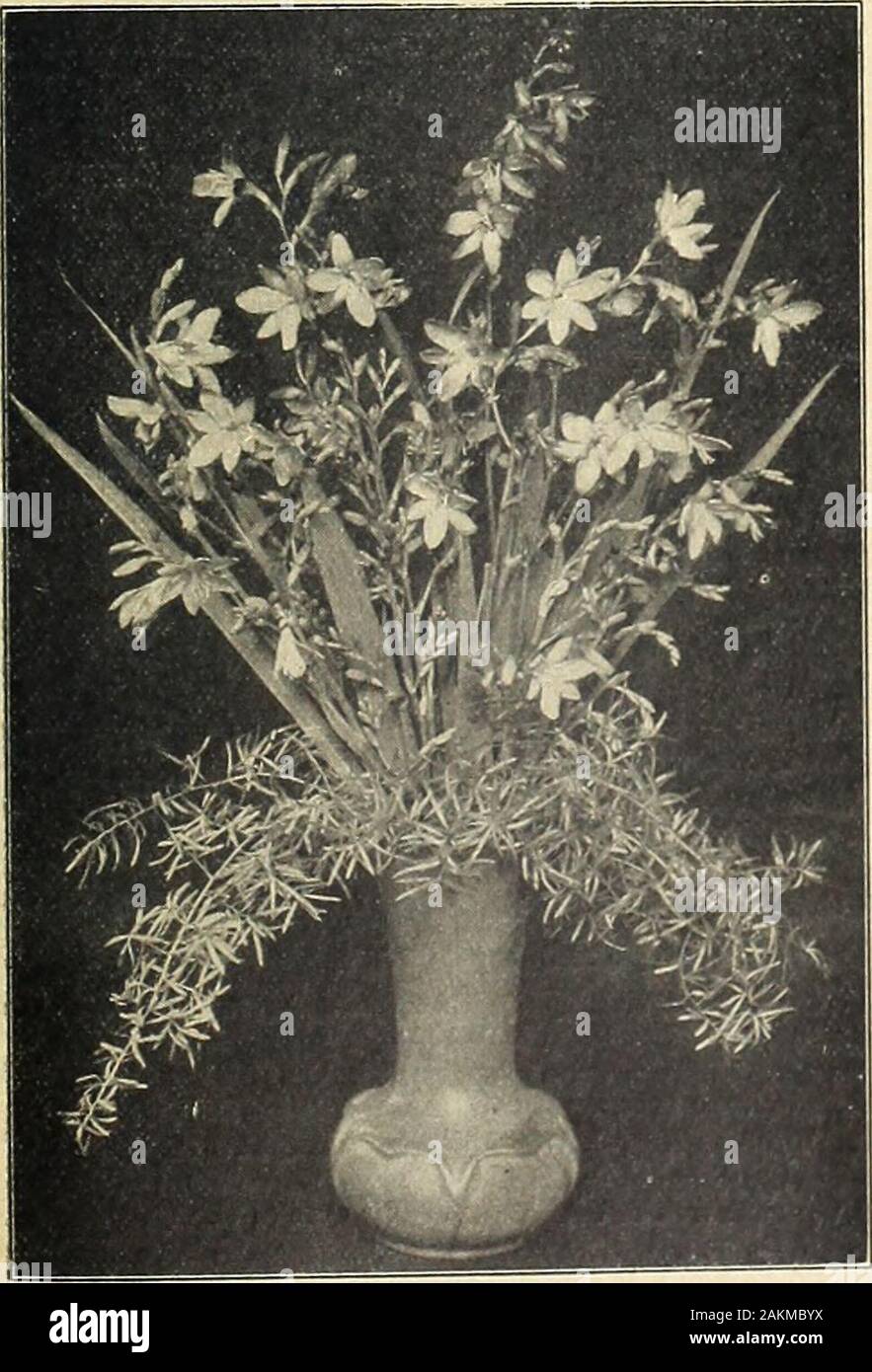 Farquhar's garden annual : 1918 . Lilium speciosum rubrum.. LILIES FOR FORCING. We can supply during the Spring and Summer the followingcold storage. Doz,. Longiflorum giganteum $3.75 Speciosum album 5.00 Speciosum rubrum. ... ... ... ... 3.75 varieties from 25 100 $7.50 $28.00 10.00 38.00 7.00 27.00 MONTBRETIAS. Hardy border plants, with elegant and gracefully branched Gladiolus-likeflowers, which are now much prized for cutting during Summer. The colors varyfrom clear yellow to rich scarlet, and the plants grow- about two feet in height. Plantthe bulbs five inches deep and protect them durin Stock Photo