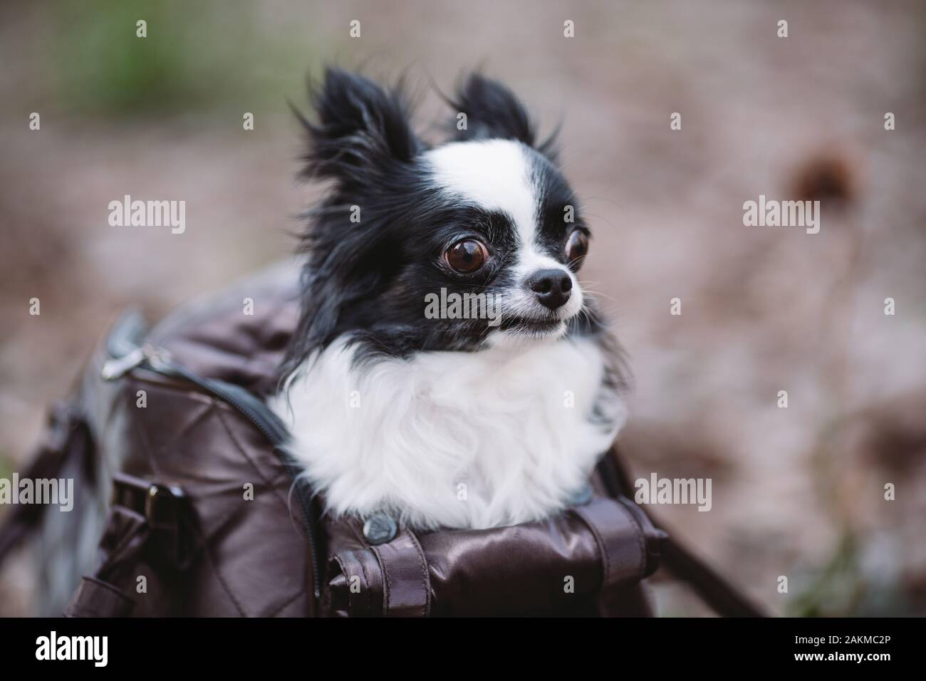 Pet Travel Carrier. Pet Carrier For Small Dog. Dog Carry Bag. Chihuahua