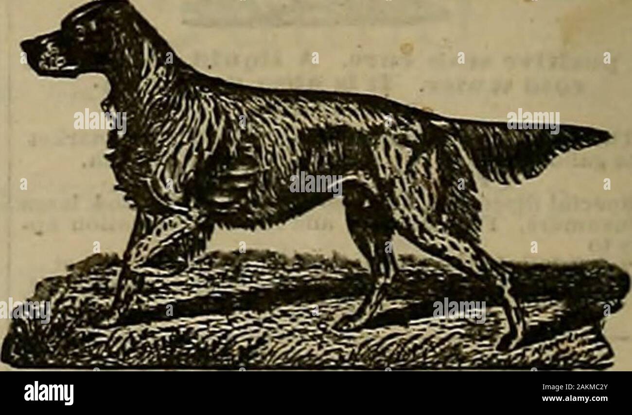 Breeder And Sportsman Rush T Is A Dog Of Good Size Good