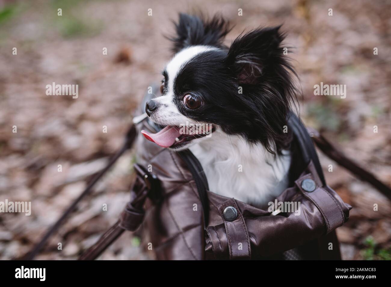 Pet Travel Carrier. Pet Carrier For Small Dog. Dog Carry Bag. Chihuahua and  pet carry case. Transporting a dog in a handbag Stock Photo - Alamy