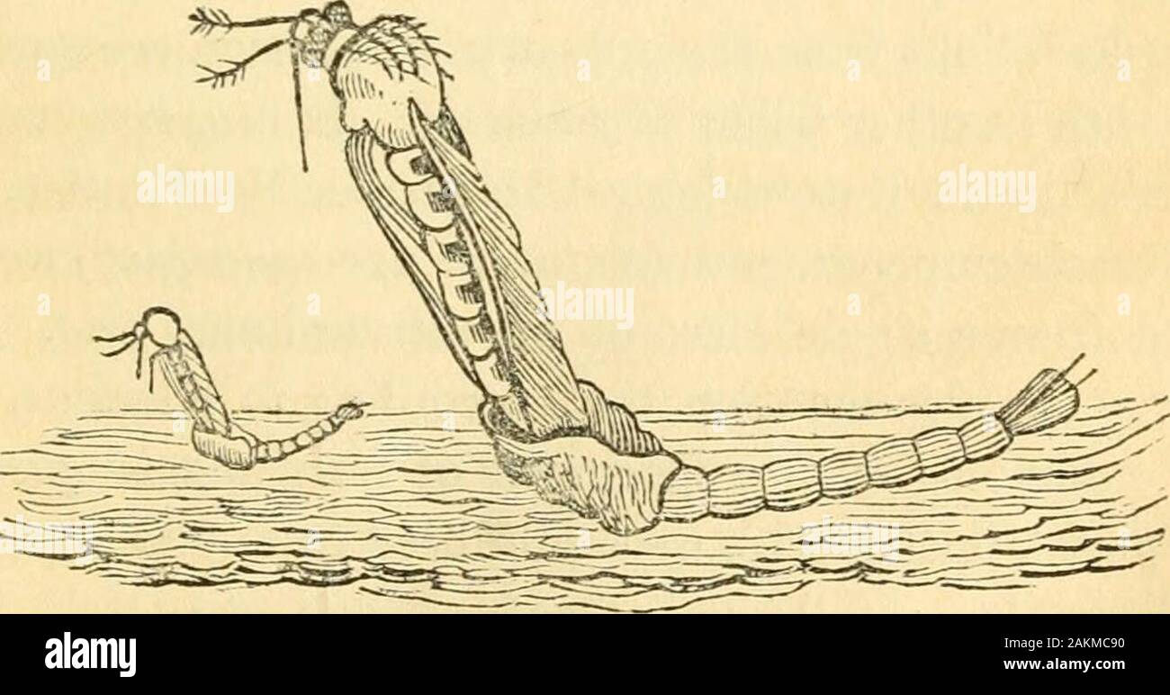 The entomologist's text book : an introduction to the natural history, structure, physiology and classification of insects, including the Crustacea and Arachnida . uture markings of the butterfly andmoth, but of course of a reduced size. The wings themselvesappear perfectly flat, and it is difficult to conceive how theseorgans expand to their full dimensions, all these markings re-taining their relative sizes. The difficulty is, however, reme-died on denuding the vdngs of their scales, when their sm-faceis discovered to be entirely formed of an innumerable series ofminute inkles, gi^^ng the wi Stock Photo