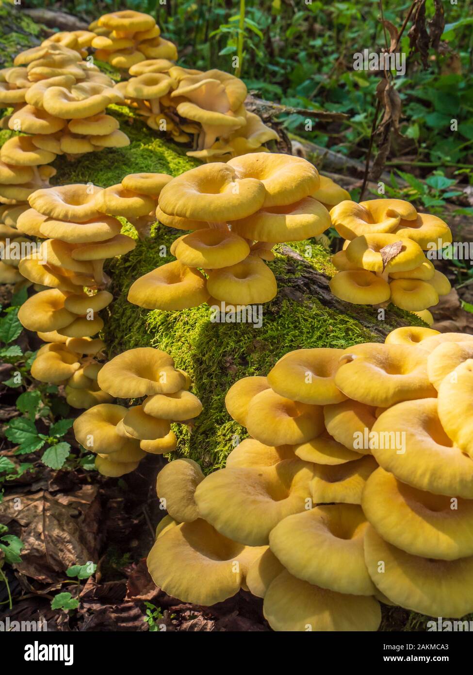 Yellow mushrooms, Whitewater State Park, Altura, Minnesota Stock Photo