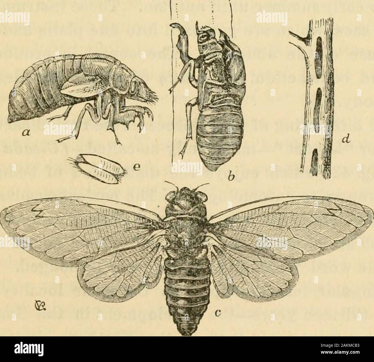 Outlines of entomology . the Order. They possess oar-like legs and flat bodies.The species are all carnivorous and are provided with strong, sharpbeaks, upon which the bodies, not only of other insects, but of tad-poles and young fish, are impaled until they can be drained of the vitalfluids. The Water scorpions are of slender form, and the abdomen isterminated by a pair of long, slender, grooved styles, which, when shuttogether, form a breathing tube that can be elevated above the water,while the insect is making its predatory excursions beneath the sur-face. The Giant water bug {Belostoma gr Stock Photo