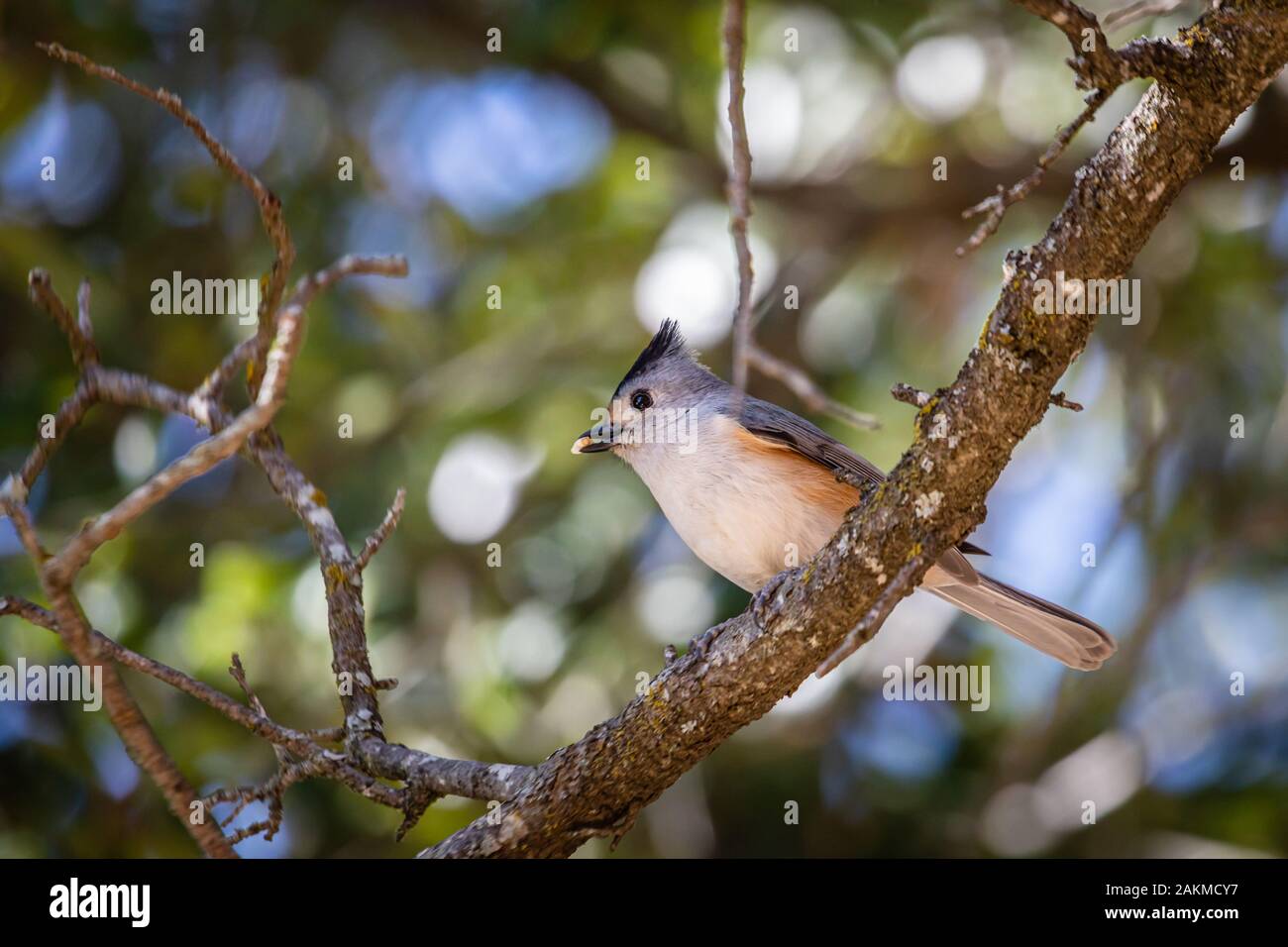 Tufted Titmouse resting in a Texas live oak Stock Photo