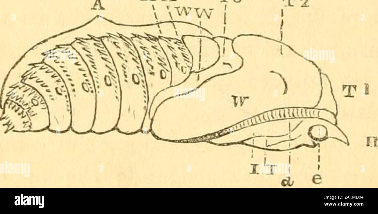 The entomologist's text book : an introduction to the natural history, structure, physiology and classification of insects, including the Crustacea and Arachnida . Fig. 49, Pupa of an Ichneumon andCallimome.. Lateral view of the pupa of the goat-moth, lettered as Nos. 46, 47, and 48 ; and T 1, T2, ab-..T 3, being the three thoracic segments ; X X, two of the rows of hooks. There is a curious circumstance connected with the de-velopement of the insect structure, especially interesting asregards the pupa state of insects, which has hitherto re-ceived but very little attention. In the larva state Stock Photo