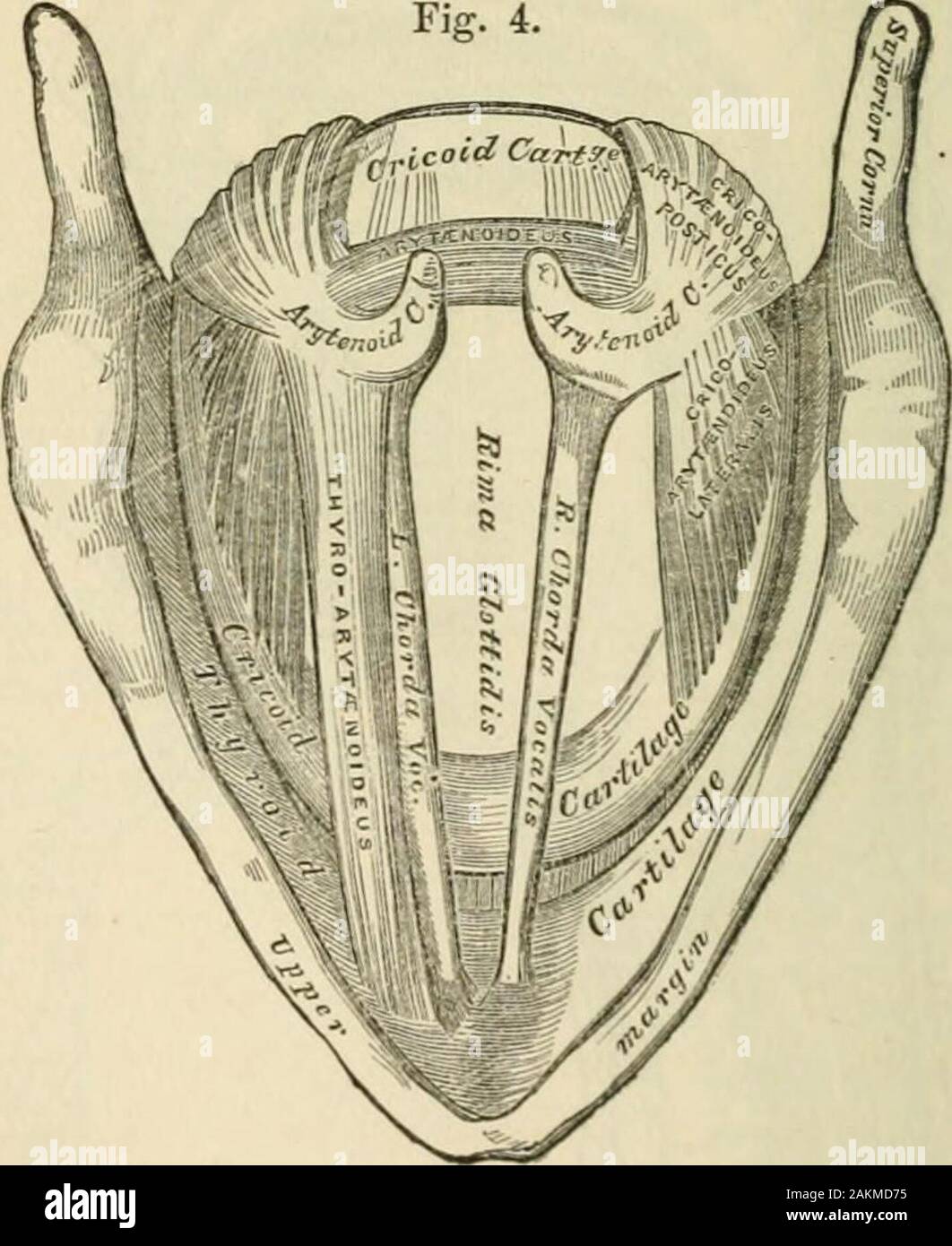 Lectures on the science of language First and second series . larynx
