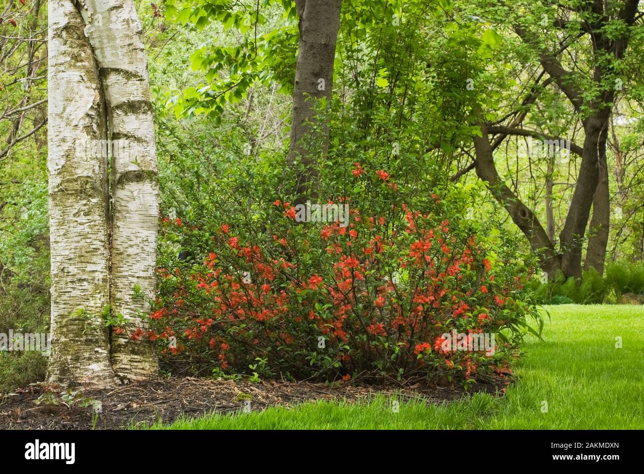 60 Best Chaenomeles Images Chaenomeles Plants Flowers