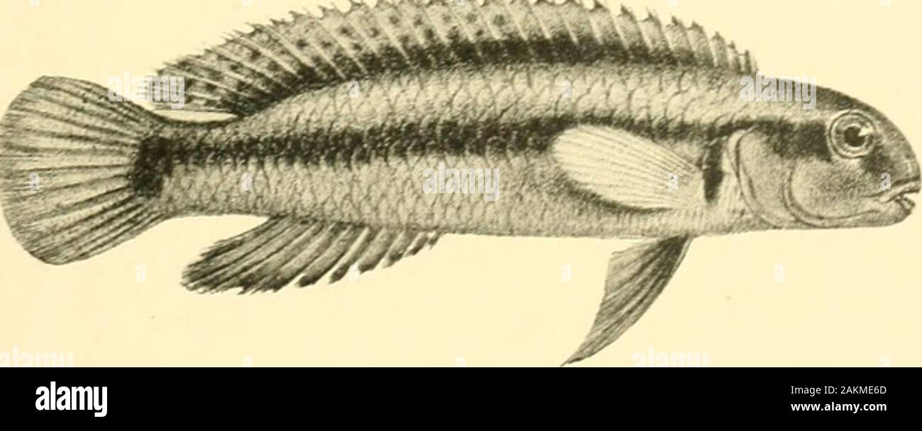The Tanganyika problem; an account of the researches undertaken concerning the existence of marine animals in Central Africa . Eretmodus cyanostictus. See p. 210. N*-**.. Telmatochromis vittatus. See p. 194. S&gt;^V^K„ Stock Photo