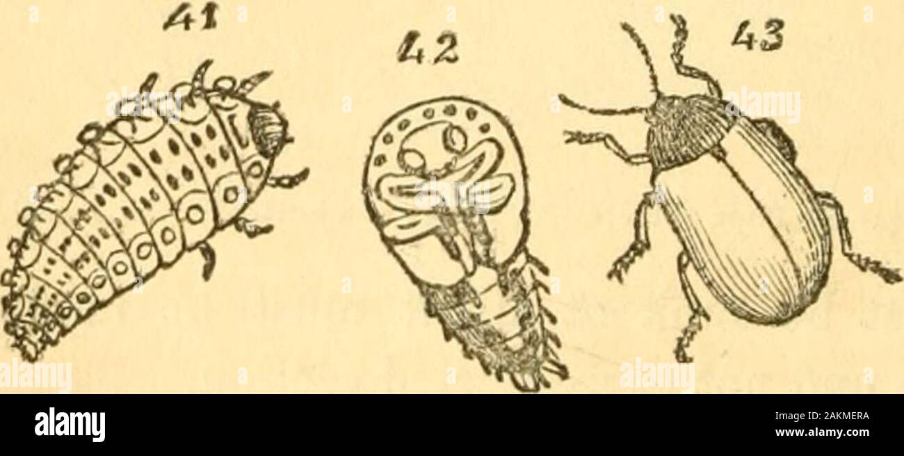 Mummy Insect Stratiomys hi-res stock photography and images - Alamy