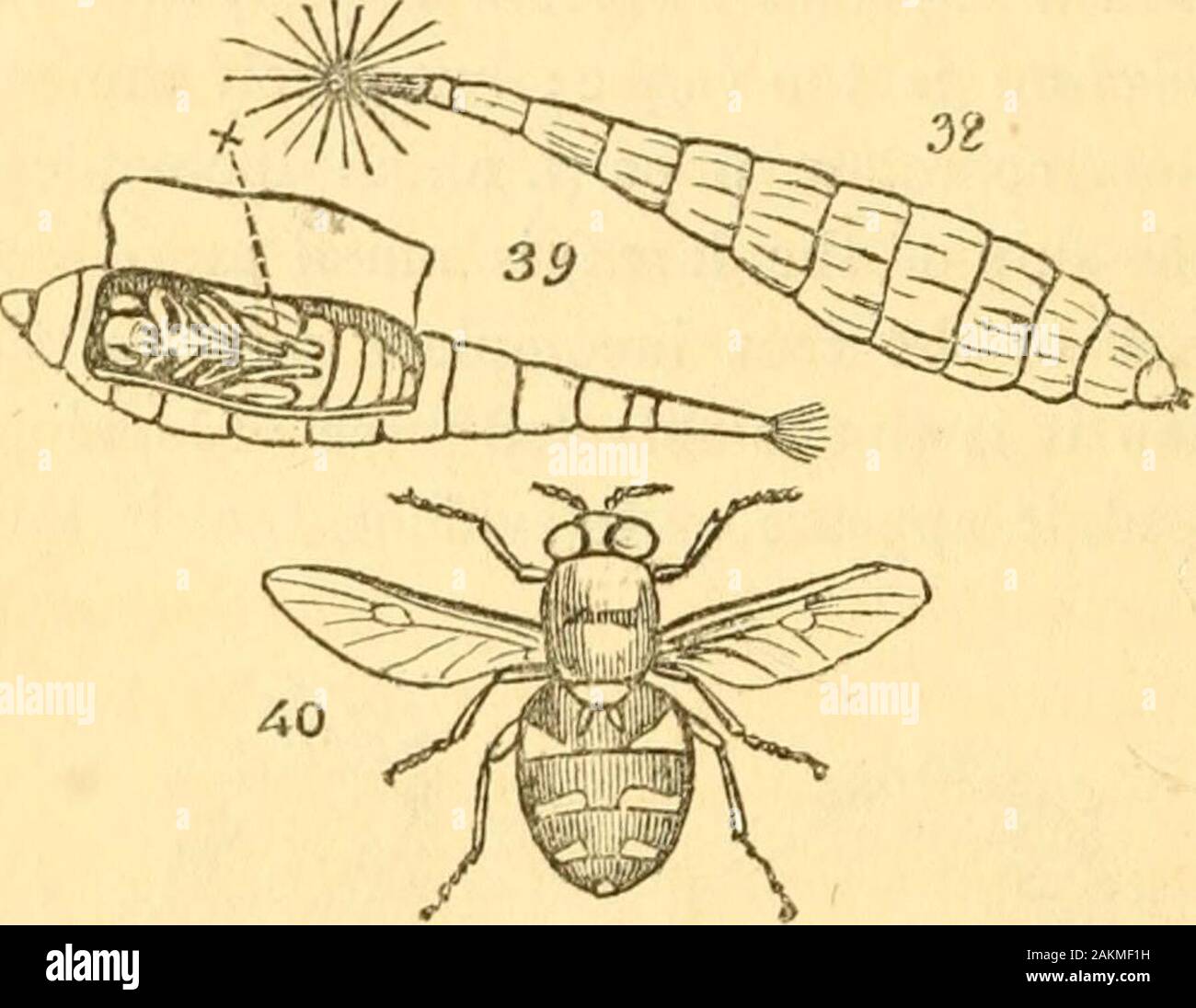 The entomologist's text book : an introduction to the natural history, structure, physiology and classification of insects, including the Crustacea and Arachnida . Figs. 35, Larva—38, Pupa obtecta—37, Im^o of a butterfly {Hipparckia pamphilm). section must be sunk at all, it must be in favour of theincomplete, and not the obtected section. * In some species of beetles, the incomplete pupa is inclosed in theskin of the lara {Anthrenns, Chilocorus), thus being, in fact, realcoarctate pupae. 200 PTILOTA. The existence and the niimher of legs of the larva, thepermanent or variable form of the hea Stock Photo