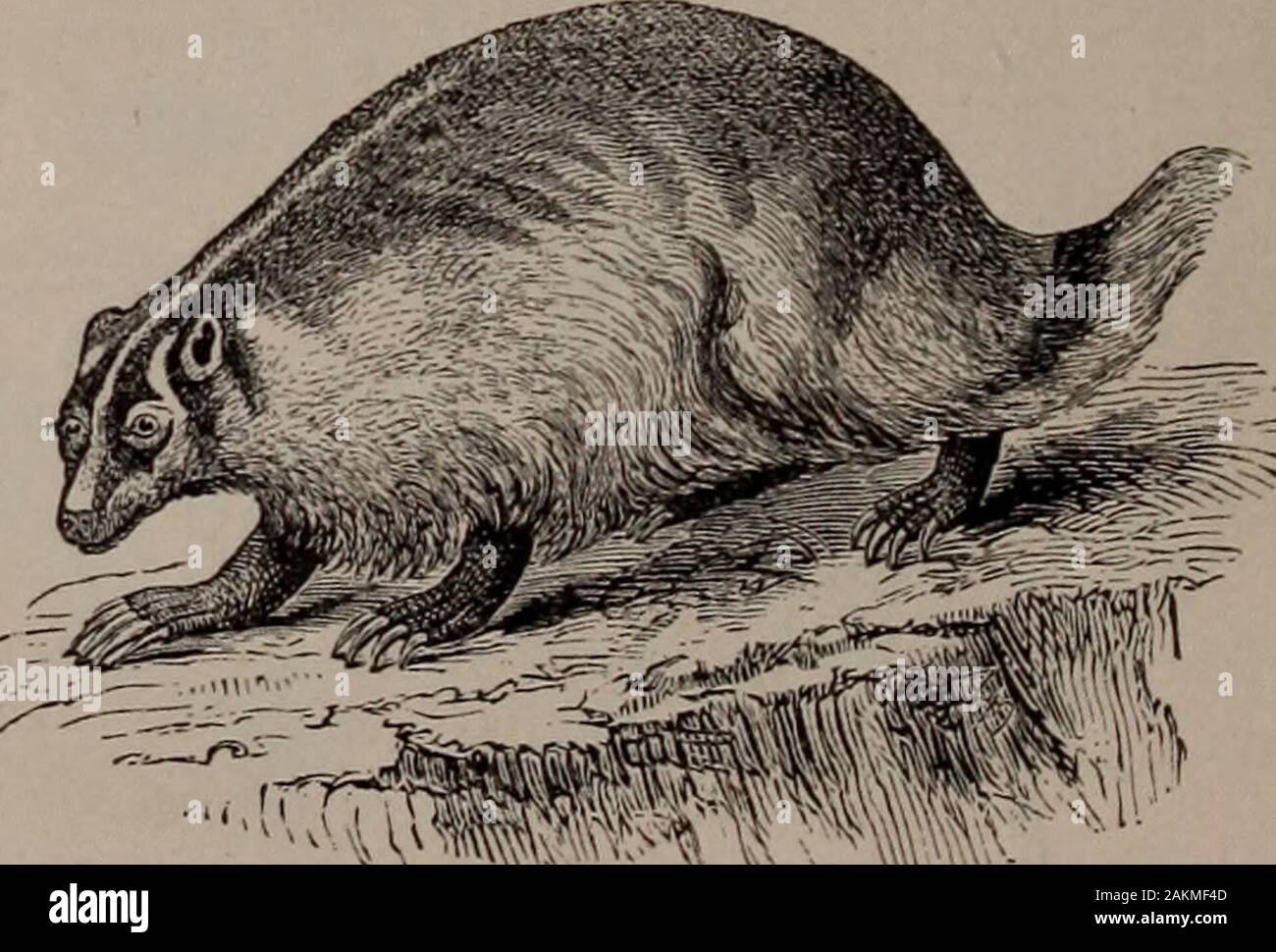 Natural history of animals; . Fig. 52. — Skunk.. Fig- 53- — American Badger. FLESH-EATERS 35 Stock Photo