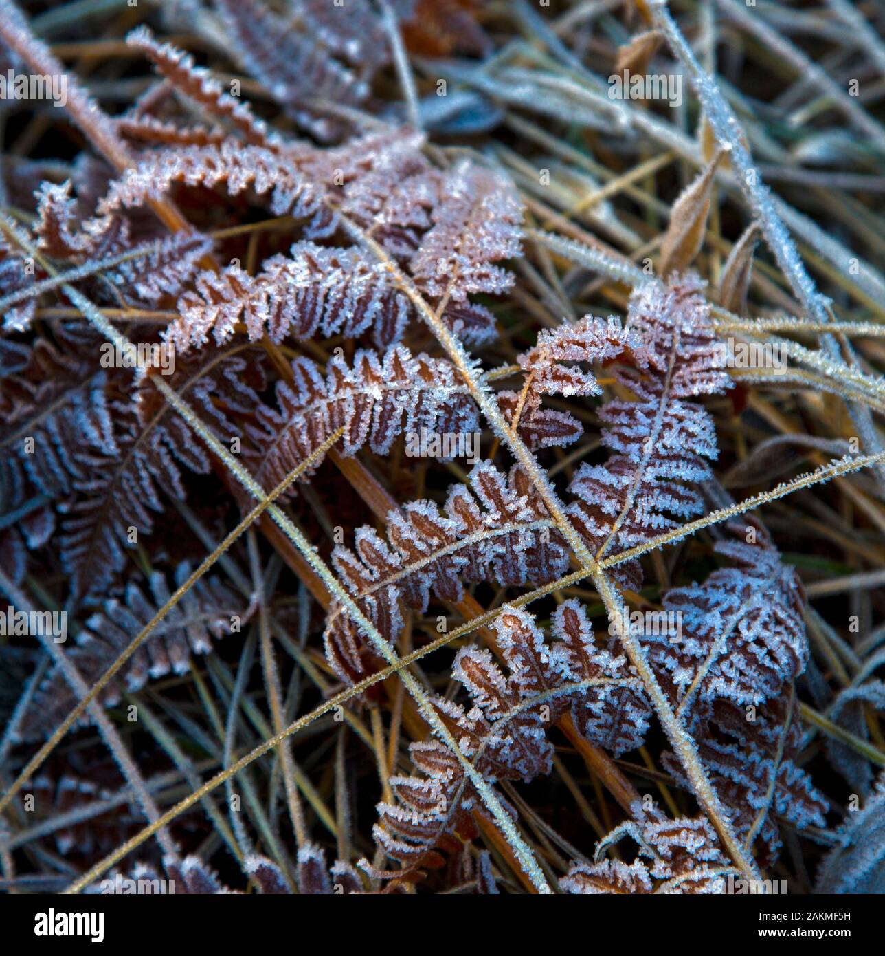 Ice Crystals on a Leaf in Yosemite Stock Photo