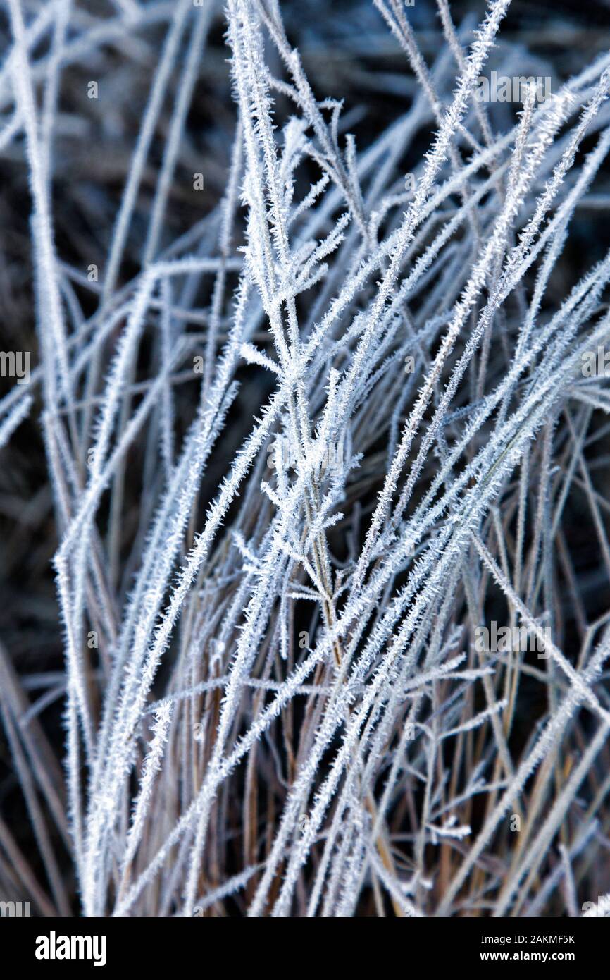 Frost on Grass in Yosemite Valley Stock Photo