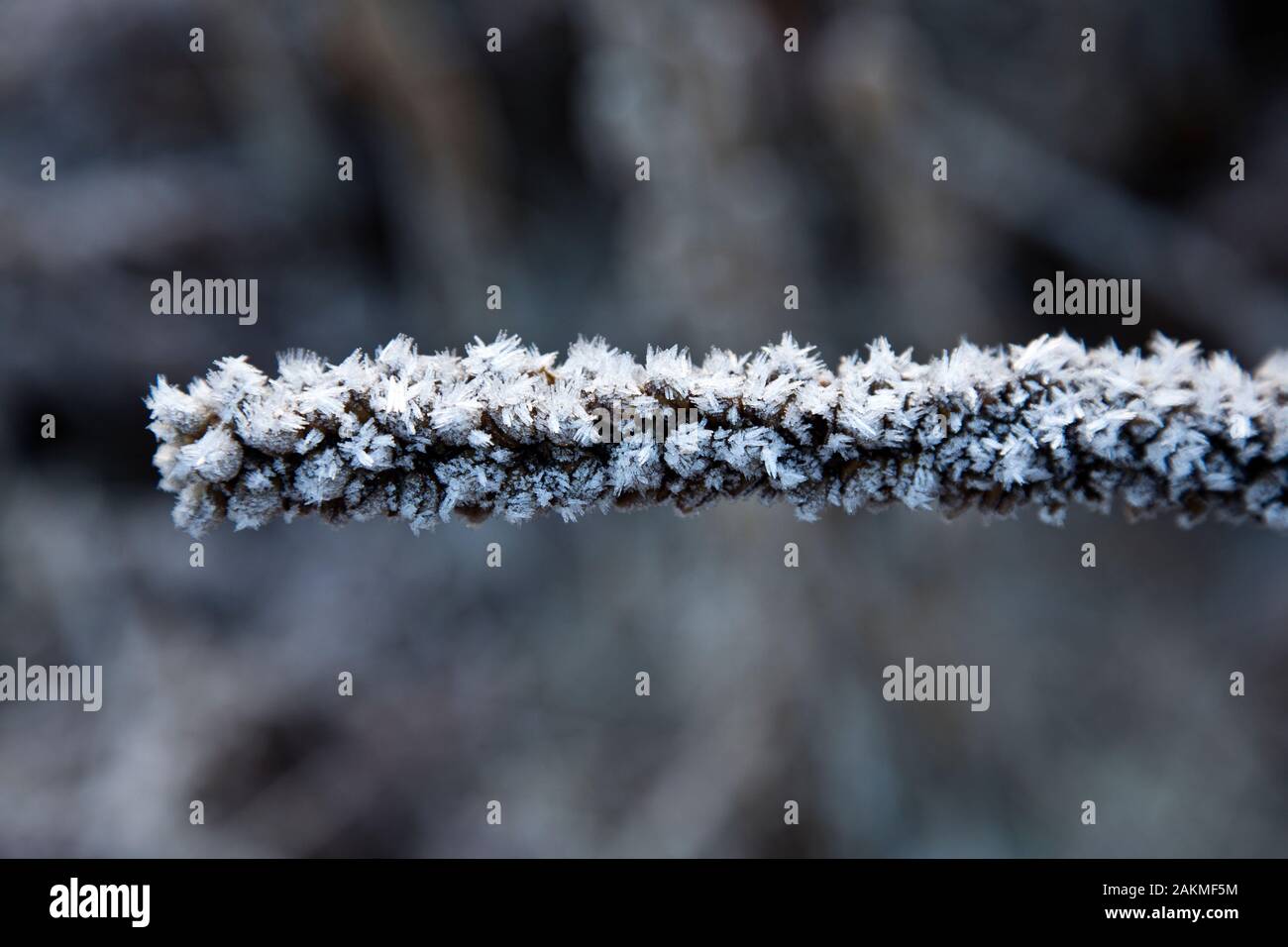 Ice Crystals on a twig in Yosemite National PArk Stock Photo