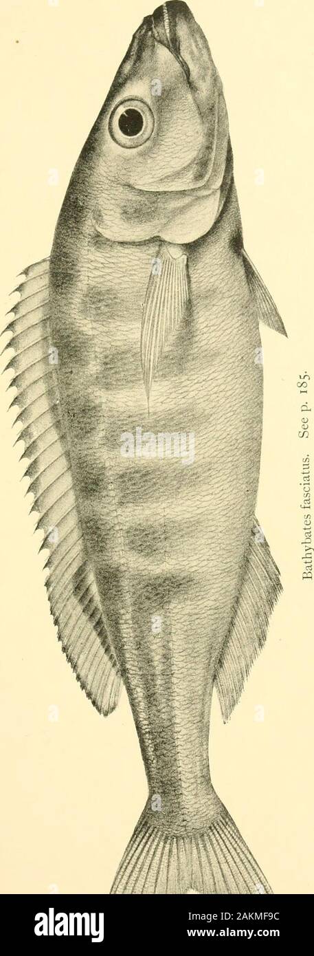 The Tanganyika problem; an account of the researches undertaken concerning the existence of marine animals in Central Africa . h, 220 millim. Described from several specimens from Maswa and from the south end of LakeTanganyika. 48. Paratilapia leptosoma.—Blgr. 1898. (Fig., p. 201, lower.) Teeth small, in three series in the upper jaw, in four in the lower, outer largest.Depth of body, 4 to 43 times in total length ; length of head, 3. Snout with straightupper profile, as long as or a little longer than the eye, the diameter of which is 3^to 3§ times in length of head, and equals interorbital w Stock Photo
