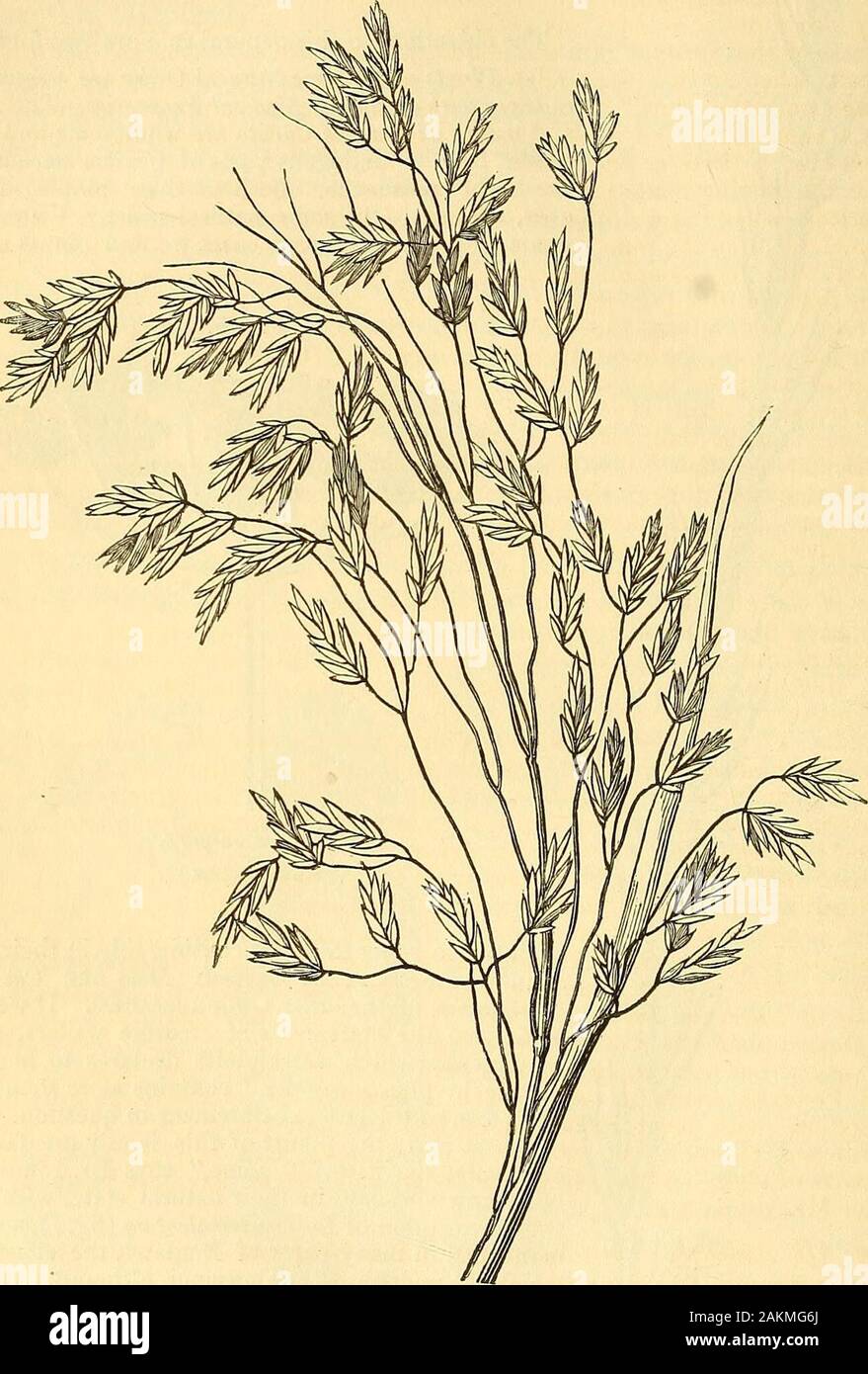 The elements of materia medica and therapeutics . eption to the general statement in question. Forthe most part, the plants of this family are farina-ceous and nutritive. None, says Dr. Lindley % are unwholesome in their natm-al state, with thesingle exception of Lolium temulentum (fig. 7), a com-mon weed in many parts of England, the effects ofwhich are undoubtedly deleterious, although perhapsmuch exaggerated. I may remark, however, thatseveral other grasses have been asserted to be un-wholesome. Loudon tells us that the seeds ofBromus mollis bring on giddiness in the human spe-cies and quad Stock Photo