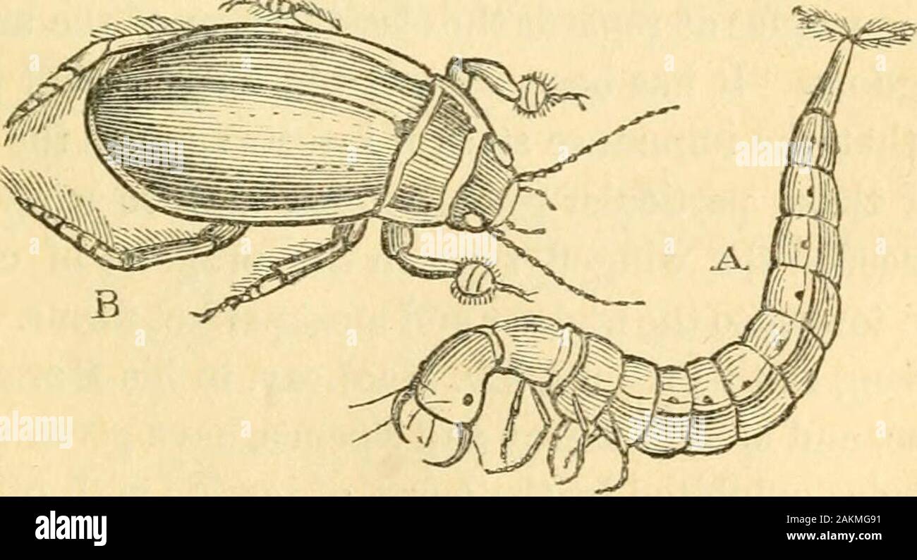 Splices Insects The entomologist's text book : an introduction to the natural history ...