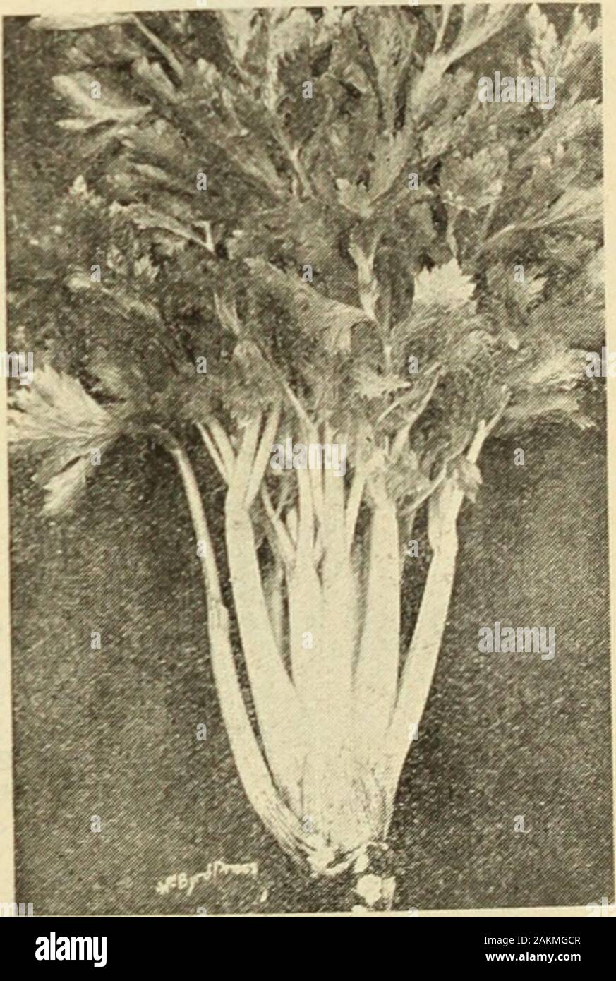 Annual catalogue : machinery, fertilizers, seeds, etc1917 . is of handsome golden yellow color. Pkt. 5c; oz. 50c; yA lb. $i.ao. GIANT GOLDEN HEART—A selection from Dwarf Golden Heart, which it re-sembles, but grows larger and is a better keeper; a favorite with Chicago gardeners.Pkt.. 5c; oz., 15c; n lb., 40c; 1 lb., $1.25. GIANT PASCAL—The largest variety grown; is also the best keeper; of fine, nuttyflavor, and verv easilv blanched; deservedly popular for fall and winter use.Pkt., 5c; oz., 15c; !4 lb.. 40c; 1 lb.. $1.25. variety ever introduced; it is the earli-est, and produces beautiful sn Stock Photo
