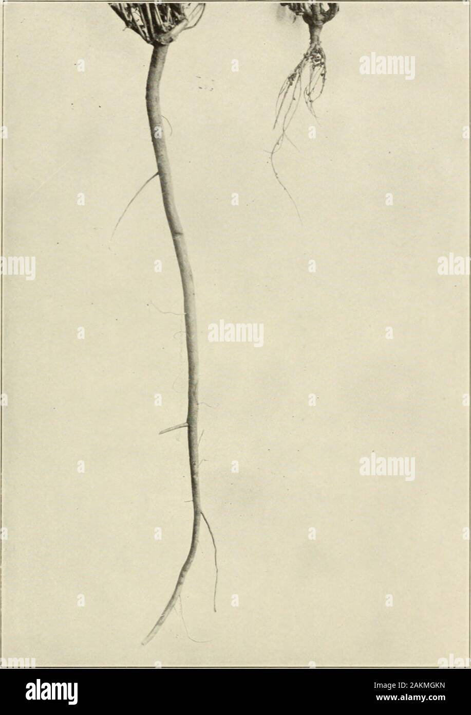 Berseem The Great Forage And Soiling Crop Of The Nile Valley E 3jreau Of Plant Industry U S Dept Of Agriculture Plate X Roots Of Ordinary Alfalfa Stock Photo Alamy