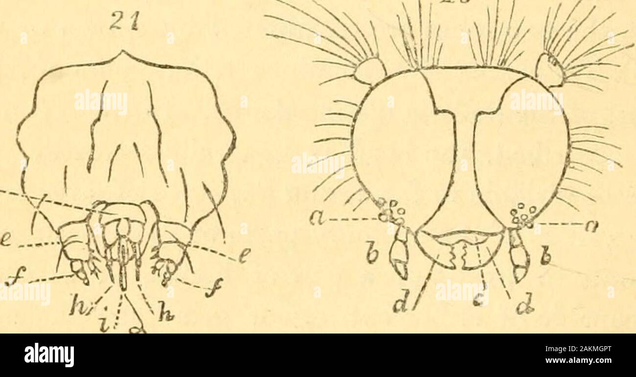 The entomologist's text book : an introduction to the natural history, structure, physiology and classification of insects, including the Crustacea and Arachnida . ect, although in the monomorphous 184 PTILOTA. section they are very similar in this respect, although shorter,and composed of fewer joints. These organs are, however,in general very short, and composed of three or fom- joints;and in many groups they are entirely wanting in the larvastate. The eyes of larvae are not, like those of the perfect insect,formed of an innumerable series of hexagonal lenses, but con-sist of a small number Stock Photo