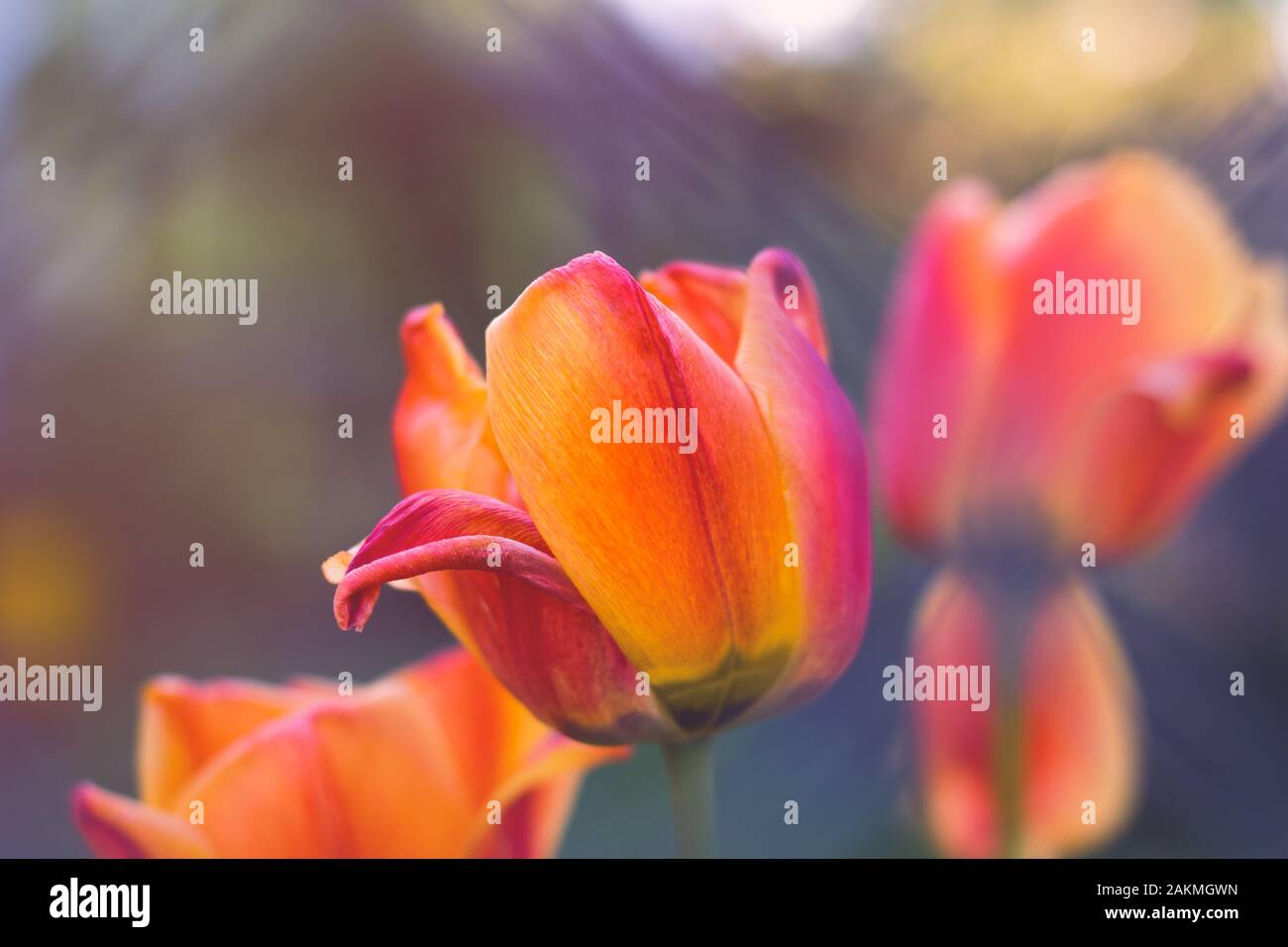 Tulipa Cairo or Triumph Tulip flower closeup with other tulips and bokeh in background at sunset. Stock Photo