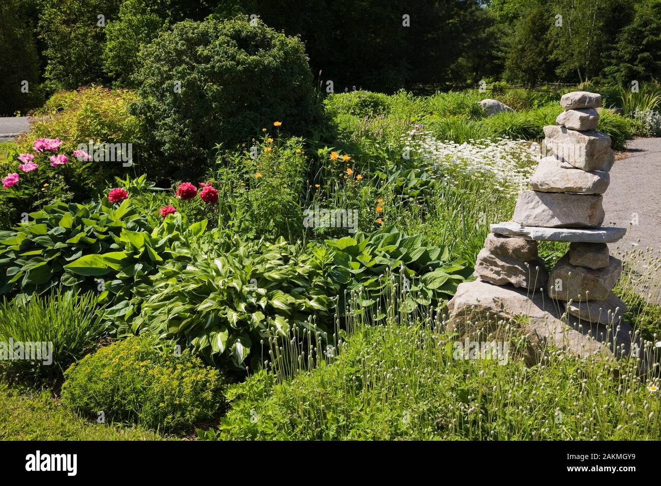 Stacked rock sculpture in border planted with Hosta plants, red and pink  Paeonia - Peony flowers in late spring in Greeting garden Stock Photo -  Alamy