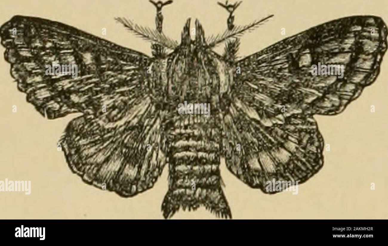 Singular Insects Graycolor hi-res stock photography and images - Alamy