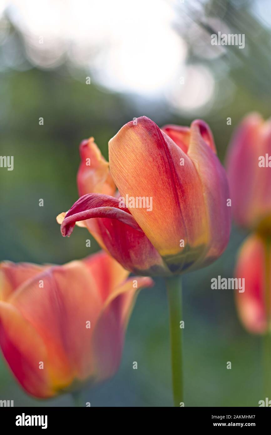 Red and Orange Triumph Tulip Cairo flower closeup with three tulips and bokeh in background at sunset. Stock Photo