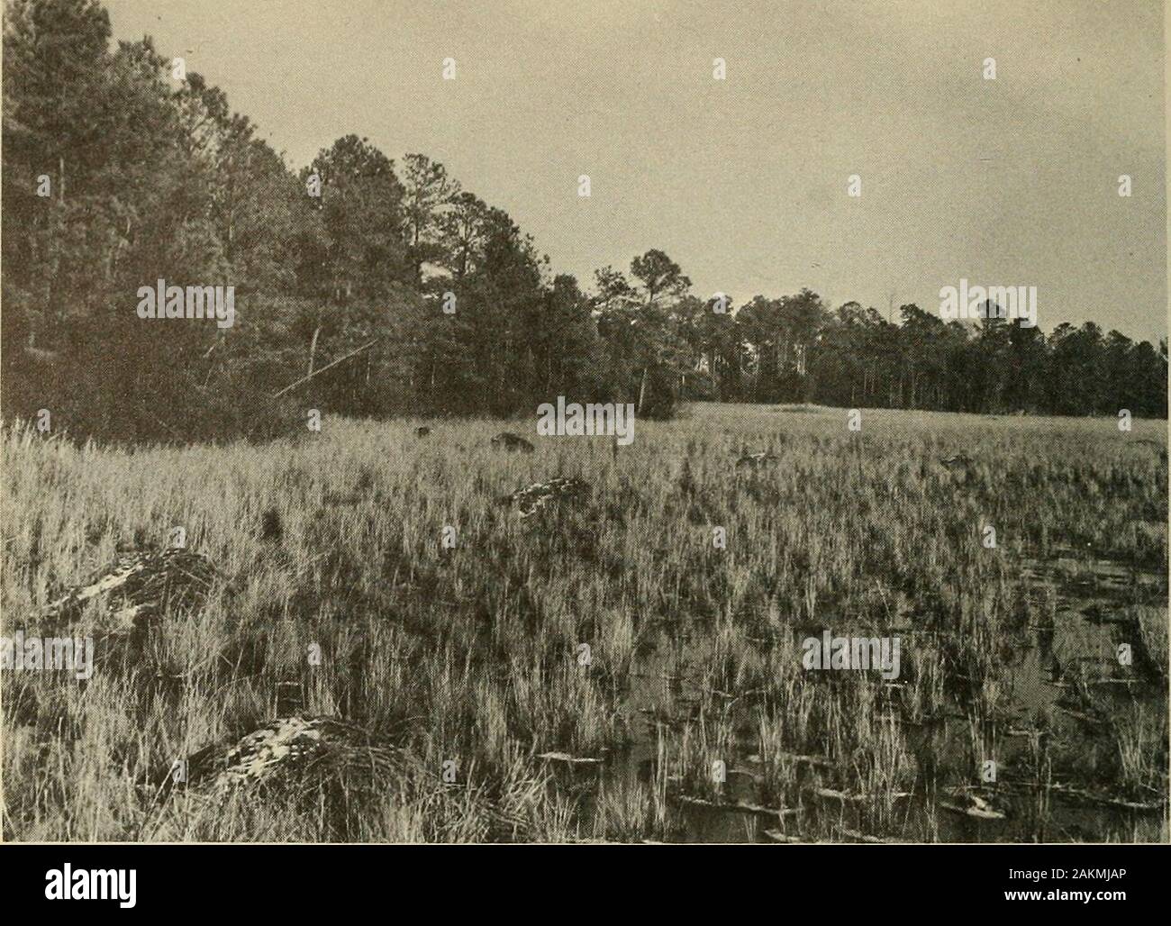 North American fauna . Figure 15.—Big cordgrass (Spartina cynosuroides) (tall plant) and arrow-arum (Peltandra virginica) (broad-leaved plant next to water) along tidalcreek, Nanticoke River marsh, Wicomico County, Md., August 1967. Bigcordgrass usually grows along the margins of tidal guts in brackish baymarshes, but may form extensive, nearly pure stands in brackish tidal-rivermashes. It is one of the most important cover types for King Rails in theChesapeake Bay region. (Photograph by Luther Goldman.) 34 NORTH AMERICAN FAUNA 67. Figure 16.—Winter abode of King Rail. Rappahannock River near Stock Photo