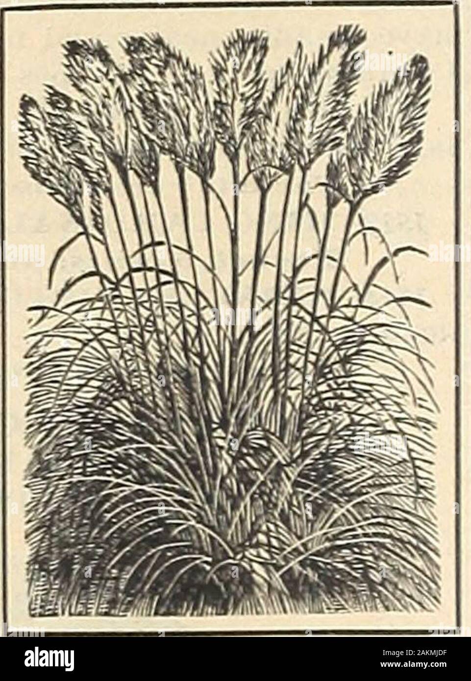 The Maule seed book : 1917 . te are much used inwinter bouquets. We oflTer a mixture of grasses embracing Pampas,Cloud, Reed, Quaking, Squirrel Tall, Zebra, Feather and other choiceornamental sorts. Packet, 10 cents. OXALIS Tender Perennial 1583 MIXED. Beautiful, bright littleplants, with attractive leaves and flowers.Half trailing in habit. Suitable for hang-ing baskets, vases and edgings. Pink, yel-low and white. Packet, 10 cents. PAMPAS GRASS Half Hardy Perennial 1584 Tall growing and very stately.Native of South America. One of themost eflectlve ornamental grasses. Itssilvery white plumes Stock Photo