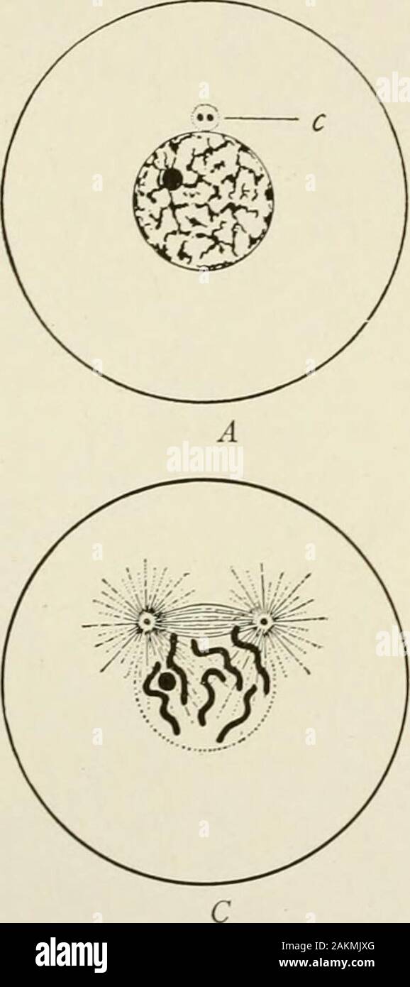 General and dental pathology with special reference to etiology and pathologic anatomy; a treatise for students and practitioners . linin(achromatic spindle). The chromatin segments arrange them-selves along the equatorial line of the spindle. The nuclear membrane and nucleolus disappear during thisphase. The Metaphase, in which actual division of the nucleus occurs. Each chromosome (or segment of chromatin) splits longi-tudinally, forming daughter chromosomes. The Anaphase, in which the changes are in the main the re-verse of those occurring in the prophase. The daughter chromosomes separate, Stock Photo