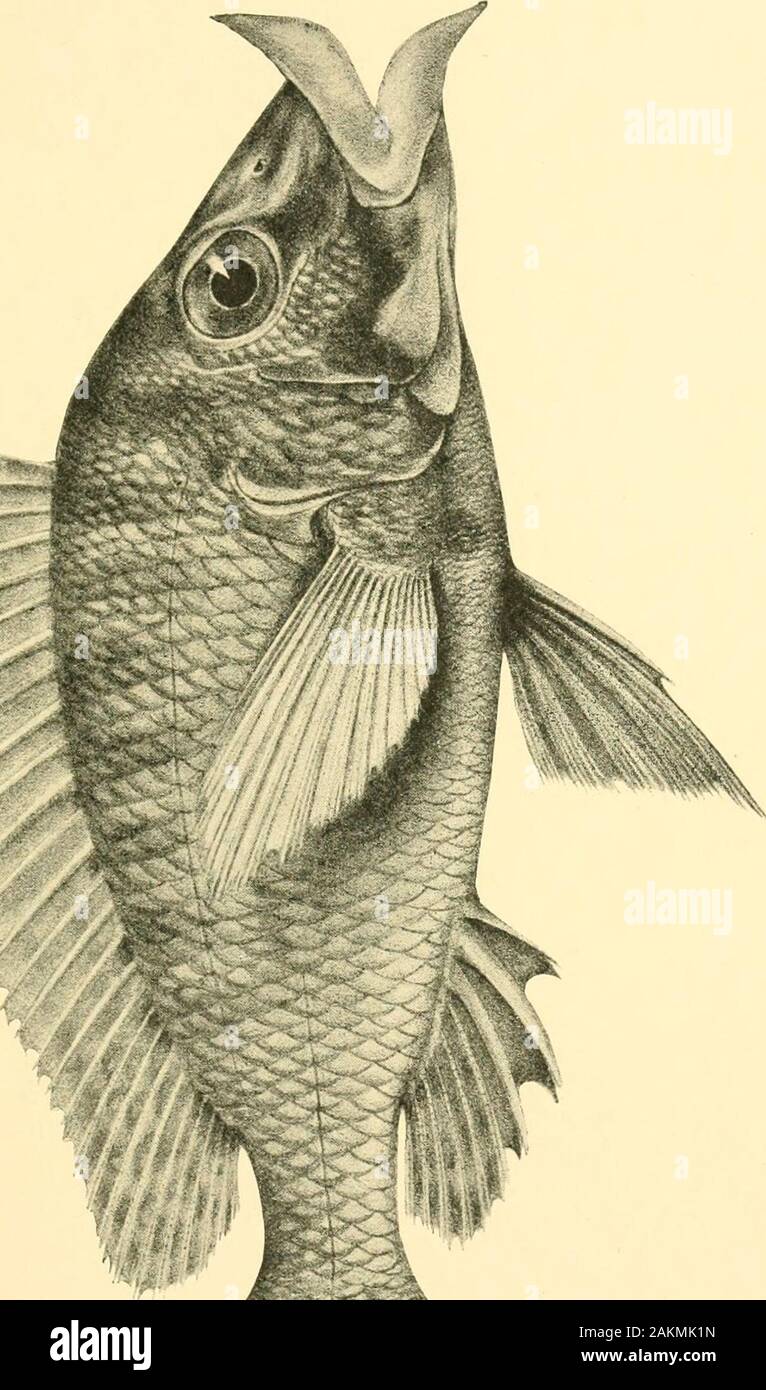 The Tanganyika problem; an account of the researches undertaken concerning the existence of marine animals in Central Africa . 2 9—13 Total length, 93 millim.Described from several specimens from Mbity Rocks and Kinyamkolo. 33. Lamprologus brevis.—Blgr. 1899. 34. Lamprologus compressiceps.—Blgr. 1899. (Fig., p. 205, upper.) A few moderately large curved canine teeth in front of each jaw, followed bya narrow band of minute teeth ; lateral teeth very small, curved. Depth of body2j to 2| times in total length, length of head 2jj to i. Head very stronglycompressed, with concave upper profile ; sn Stock Photo