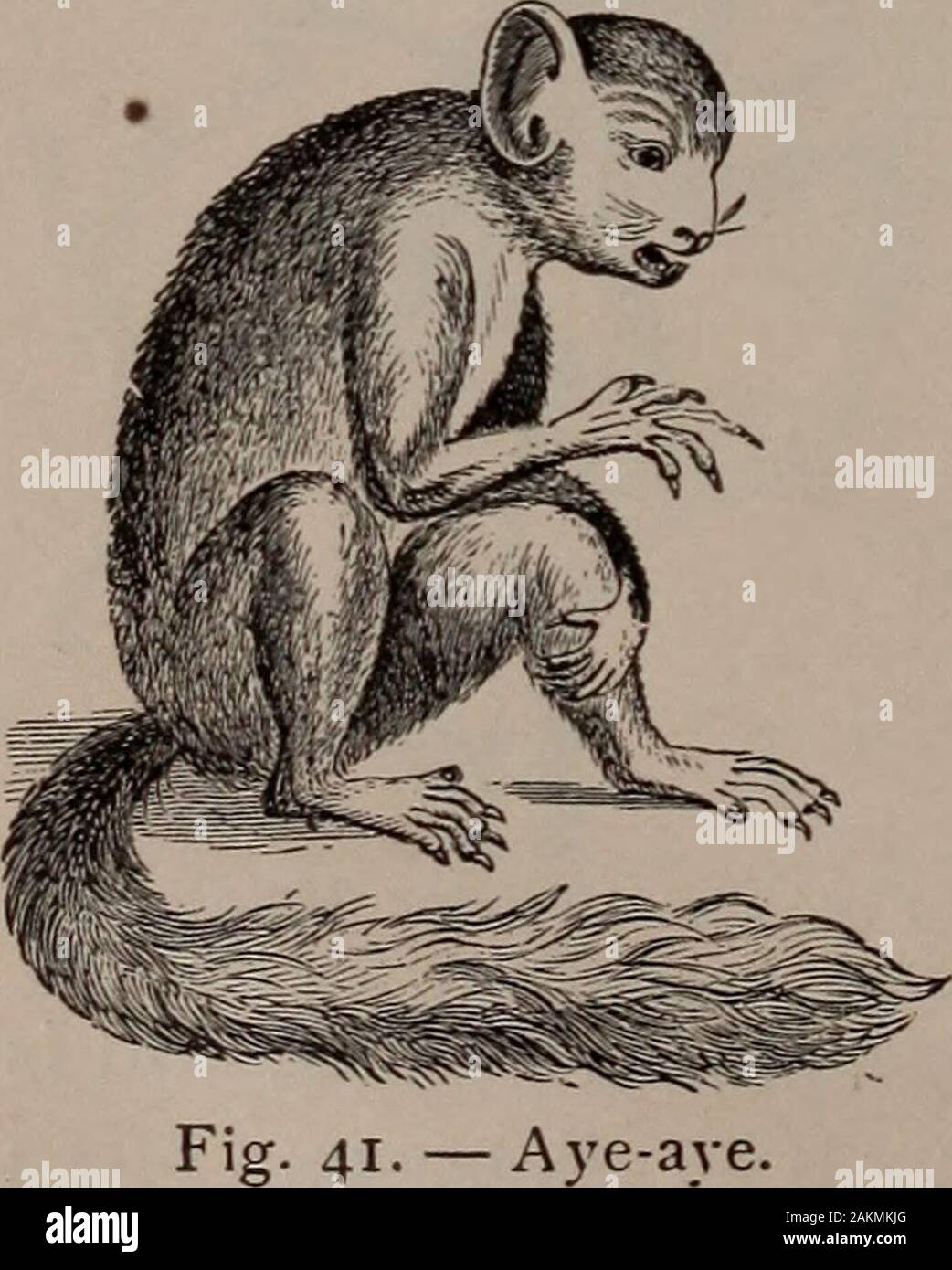 Natural history of animals; . Fig. 39- — Marmoset. Fig. 40. — Lemur. South America is so called from its long, slender long tail is of great aid in climbing. The Natural history of animals; . Fig. 39- — Marmoset. Fig. 40. — Lemur. South America is so called from its long, slender long tail is of great aid in climbing. The