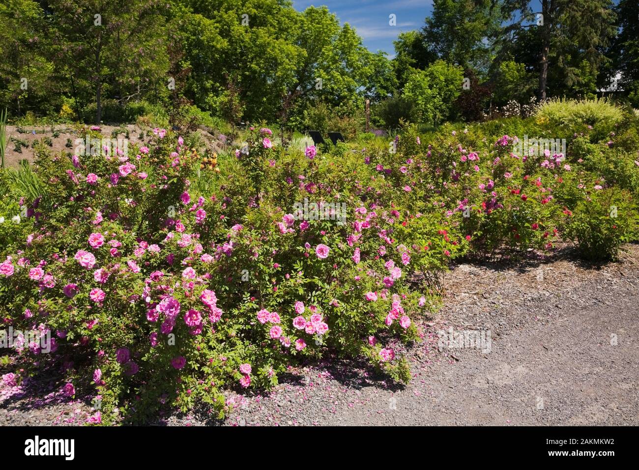 Pink Rosa - Rose bushes in late spring in the Rose Garden at the Route ...