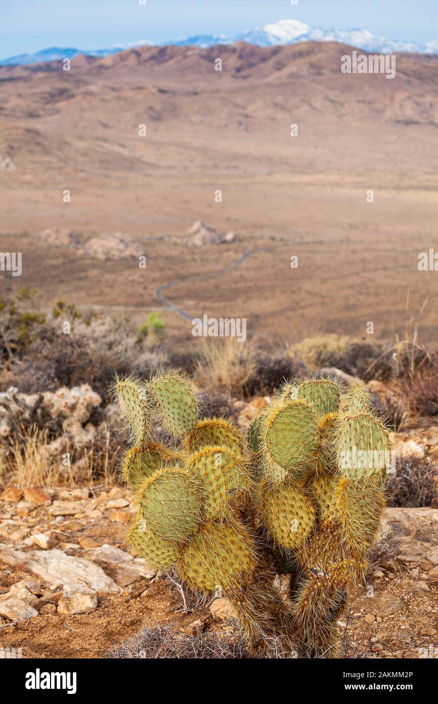 Dollar joint prickly pear cactus hi-res stock photography and images - Alamy