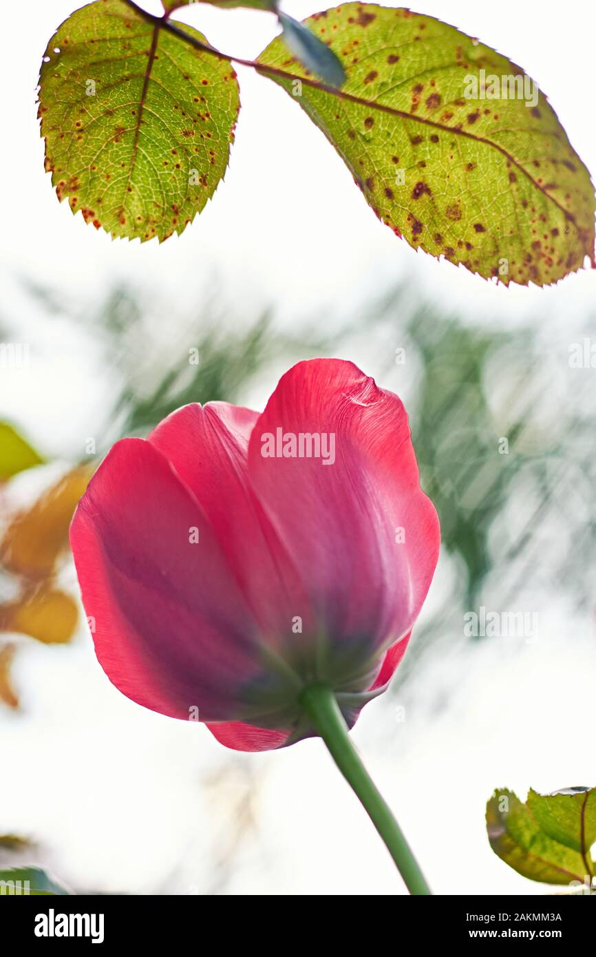 Single Pink tulip between rose leaf with white bokeh background at sunset Stock Photo