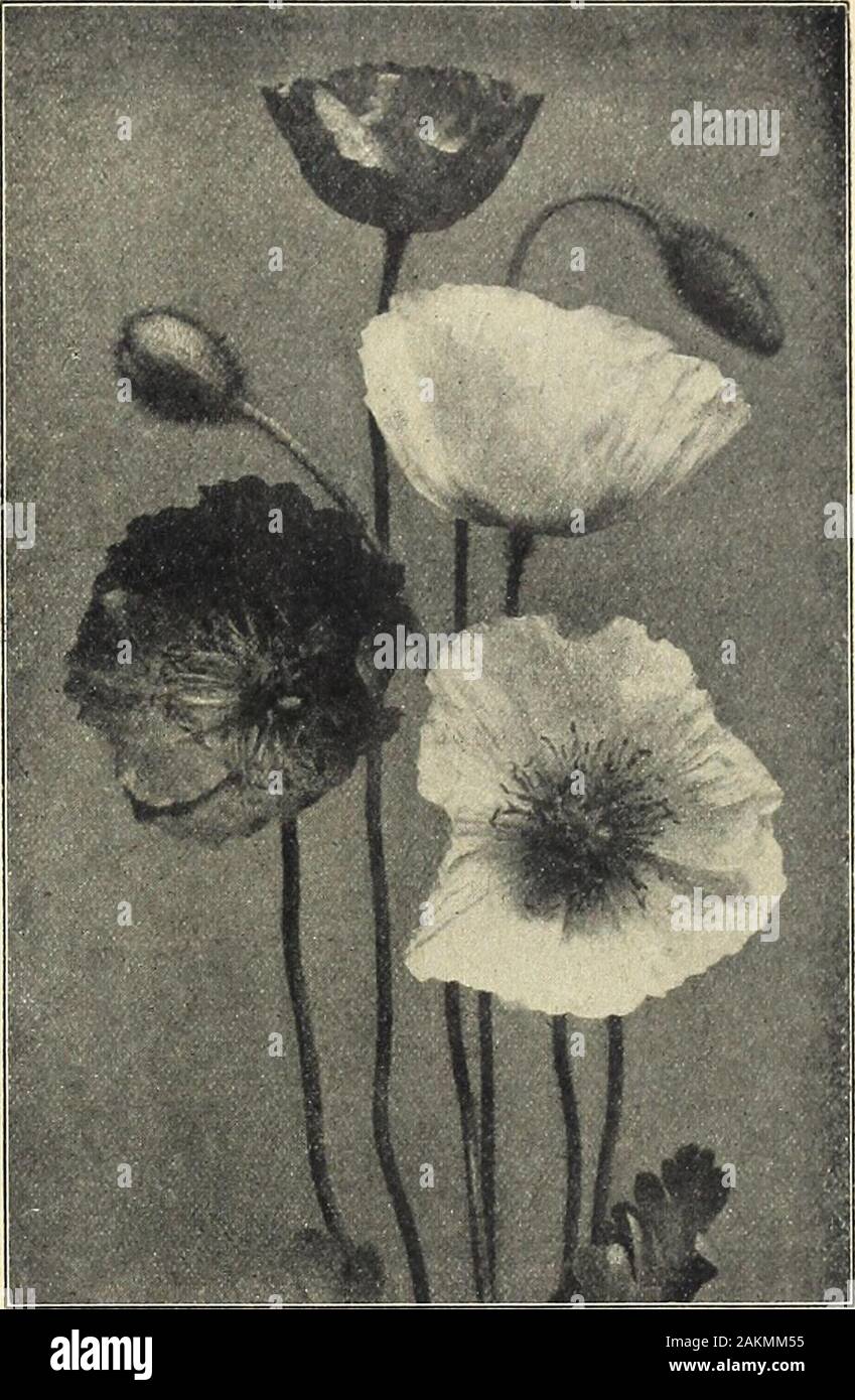 Farquhar's garden annual : 1918 . Polyanthus Farquhars Giant. Papaver Nudicaule. 7600 PRIMULA Auricula Choice Mixed. A lovely race of Primroseswith large umbels of velvety flowers in many beautiful colors, chieflj- yellow,crimson, maroon and purple, frequently edged with gray or green. Pkt., .25 7602 PRIMULA Pulveru-lenta. A beautiful variety resembling P.japoiiica, but with larger and morerichly colored rosy-purple flowers.The flower stems and calyces arethickly coated with a white farina.U ft. Pkt., .25. 7605 PRIMULA JaponicaMixed. One of the finest Primroses for thegarden, producing several Stock Photo